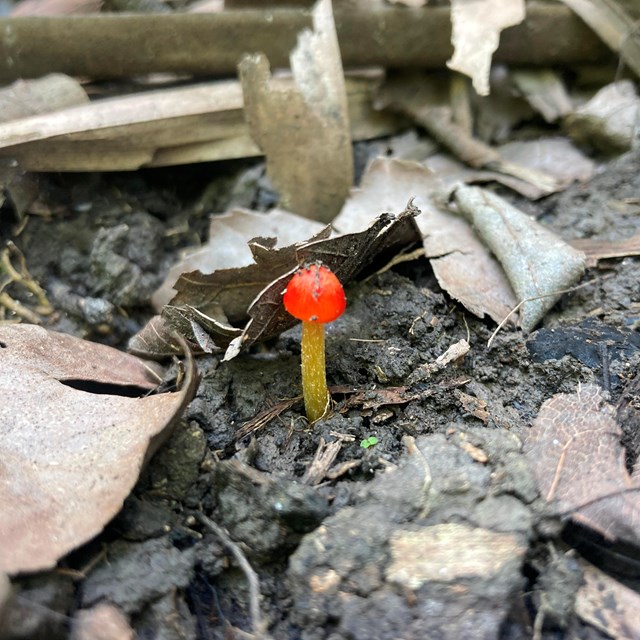 An orange-capped mushroom surrounded by brown leaves and dirt.