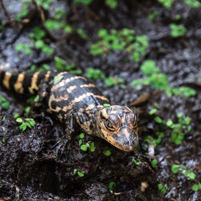A baby alligator surrounded by small greenery and soil.