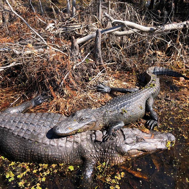Small alligator lays on top of large alligator, both surrounded by mud, water, and vegetation.