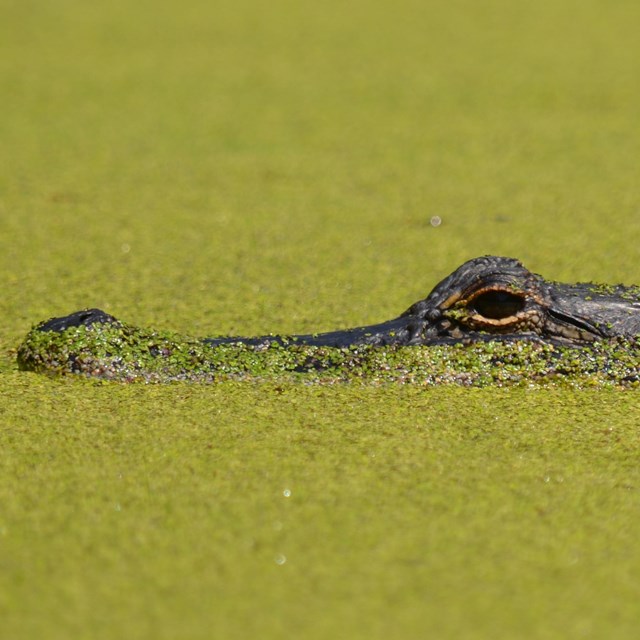 An alligator swimming