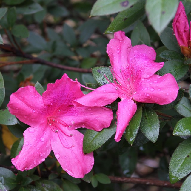 Two pink flowers surrounded by green leaves.