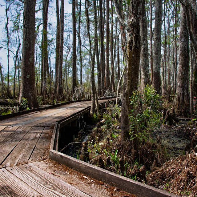 wooden board walk through a flooded forest