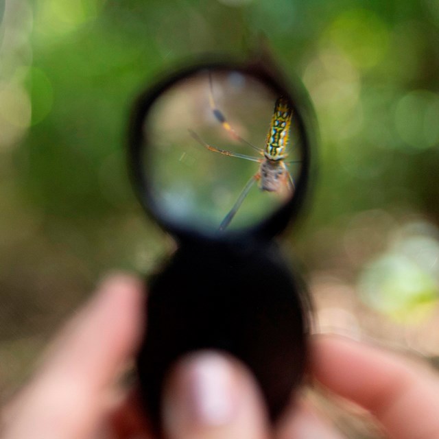 an insect shown through a magnifying lens