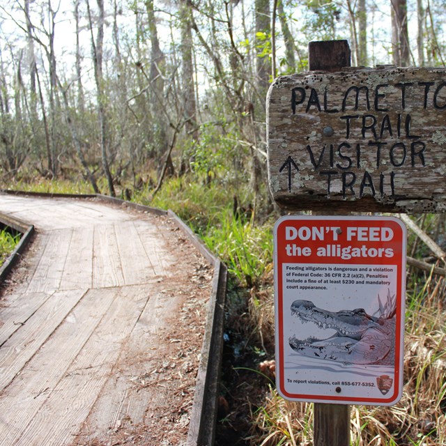 A wooden boardwalk trail with an alligator safety sign and trail sign.