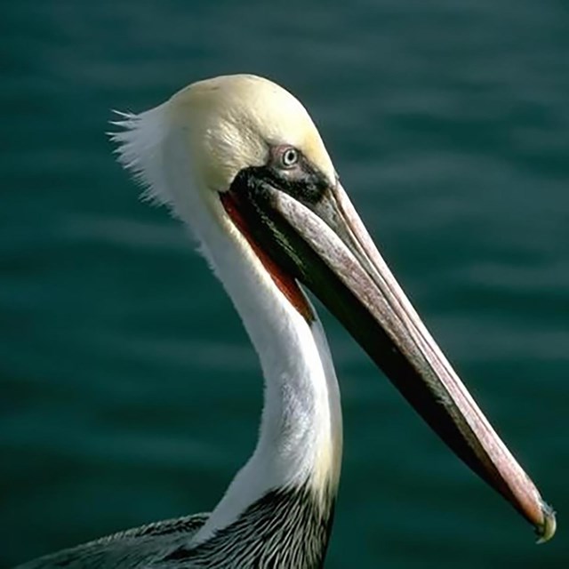 head of a pelican