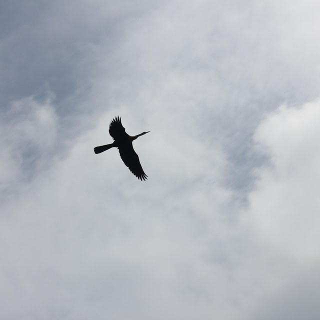Bird mid-flight with wings extended in a cloudy sky.
