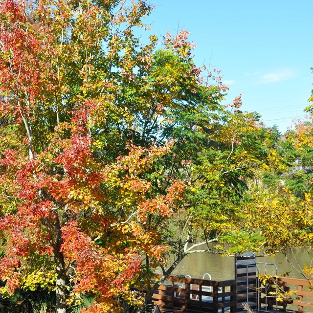 Trees with red and green leaves line a bayou.