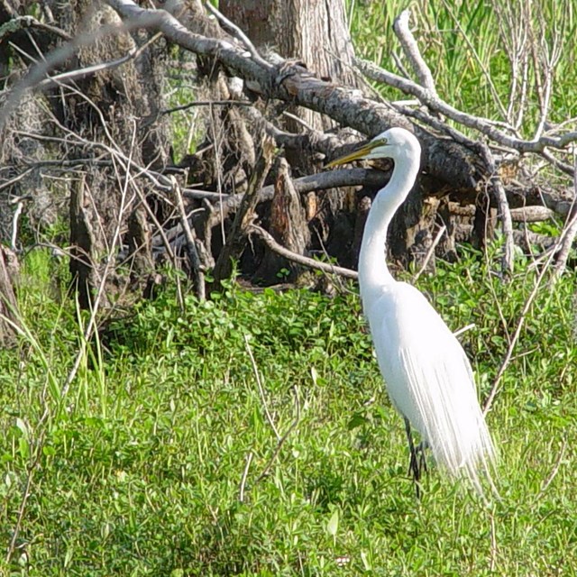 A great egret in the green of a swamp.