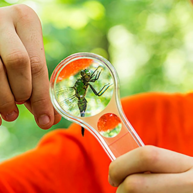 A child in an orange shirt holds a magnifying glass up to a dragonfly.