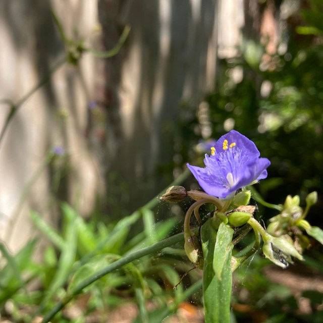 a single spider wort flower with shadows casted on the lime wall behind it