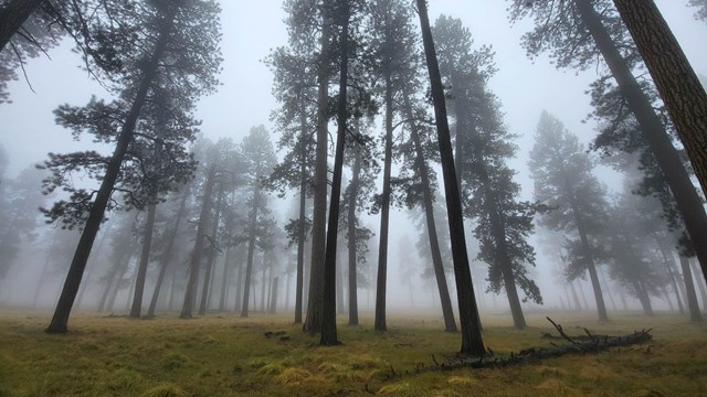 Tall pine trees on a foggy morning.