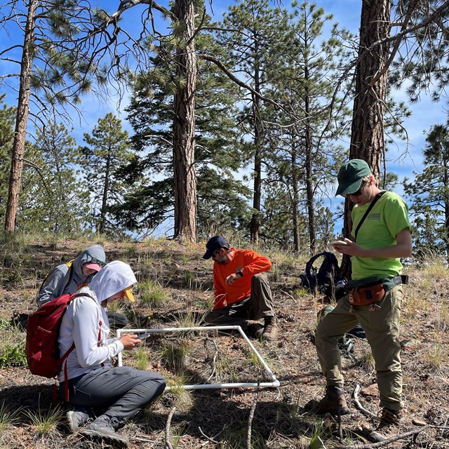 Four scientists work in a forest.