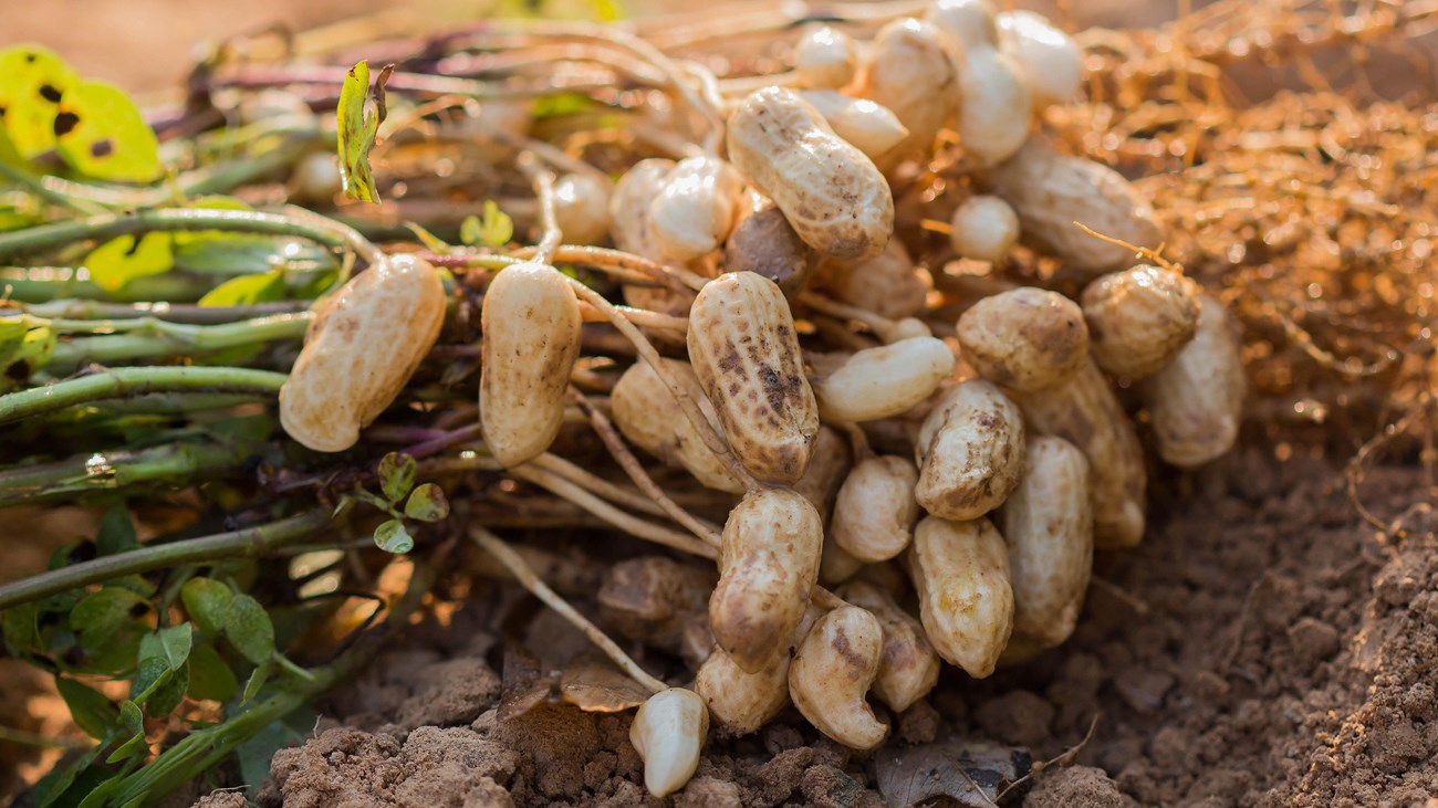Peanut plant.