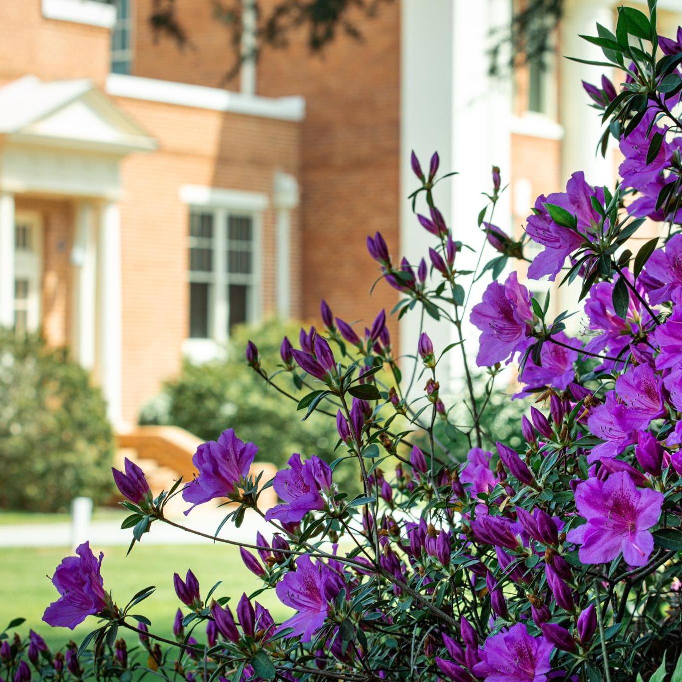 Purple flowers with Plain High School in the background.