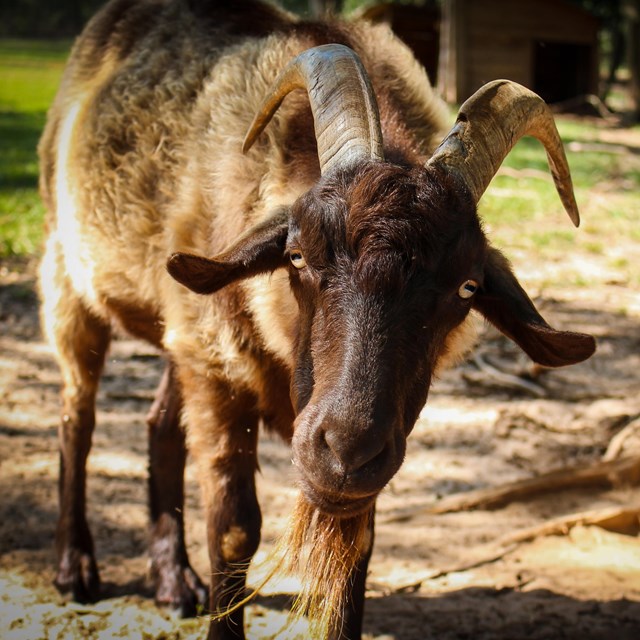 Goat at Boyhood Farm