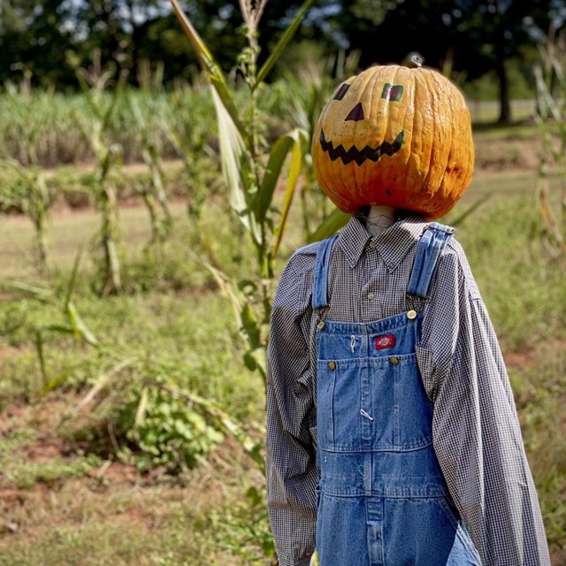 Archie the pumpkin person in a cornfield at the boyhood farm. 