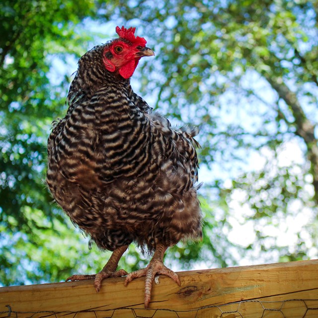 Chicken standing on wood with trees in background.