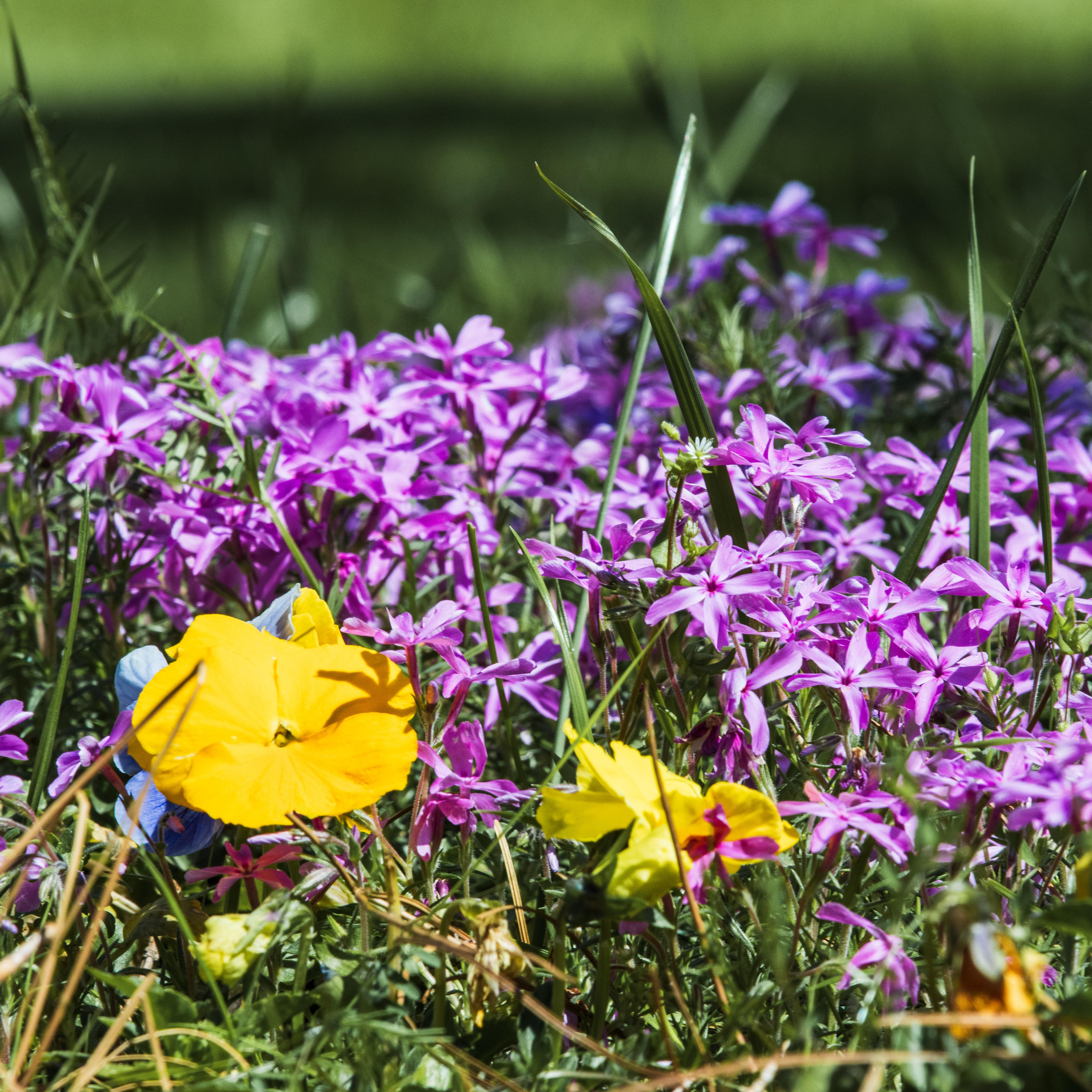 Purple and yellow flowers.