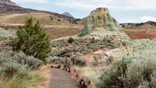 A gravel path between a Juniper tree and sagebrush leading to green claystone rock formations.