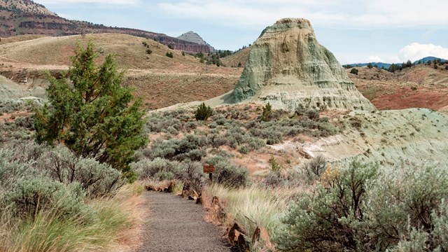 A gravel path between a Juniper tree and sagebrush leading to green claystone rock formations.