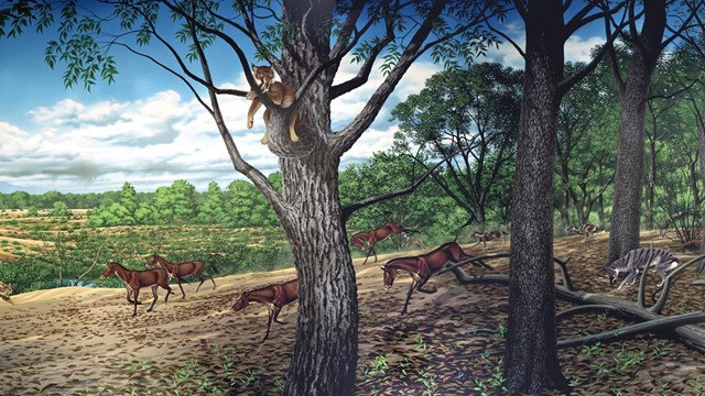 30-25 million years ago, the forest canopy gradually opened allowing more open spaces.