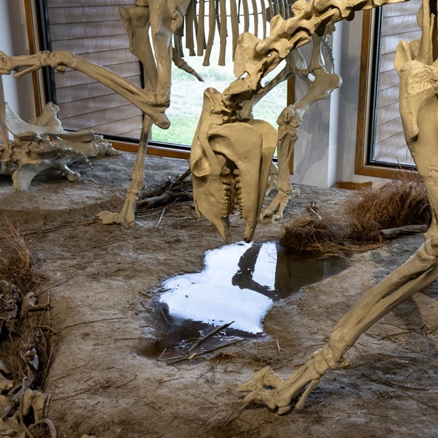 A skeleton with a long snout and flat teeth bends down to a water hole in an exhibit.