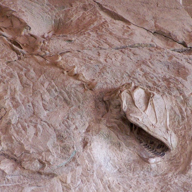 A skull with a large eye socket and a spine imbedded in a rock wall.