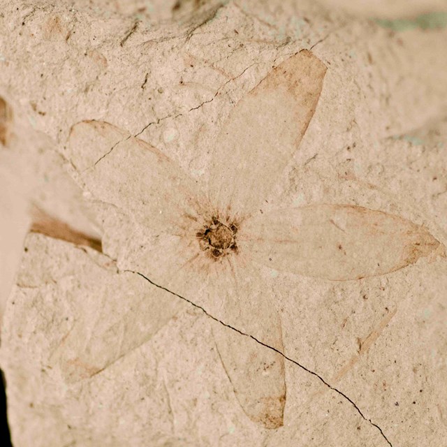 A five-petaled fossil flower with a dark center. Cracks in the rock split the flower in two places.