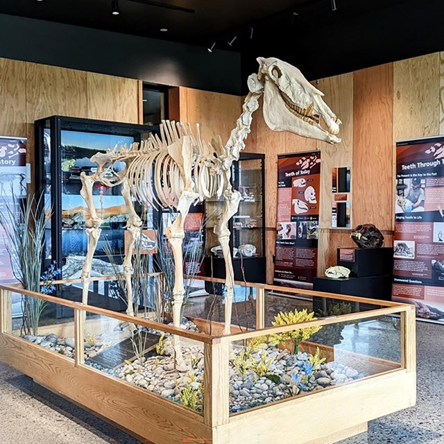 A fossil horse stands in an exhibit case in the middle of a room with cases and signs along the wall