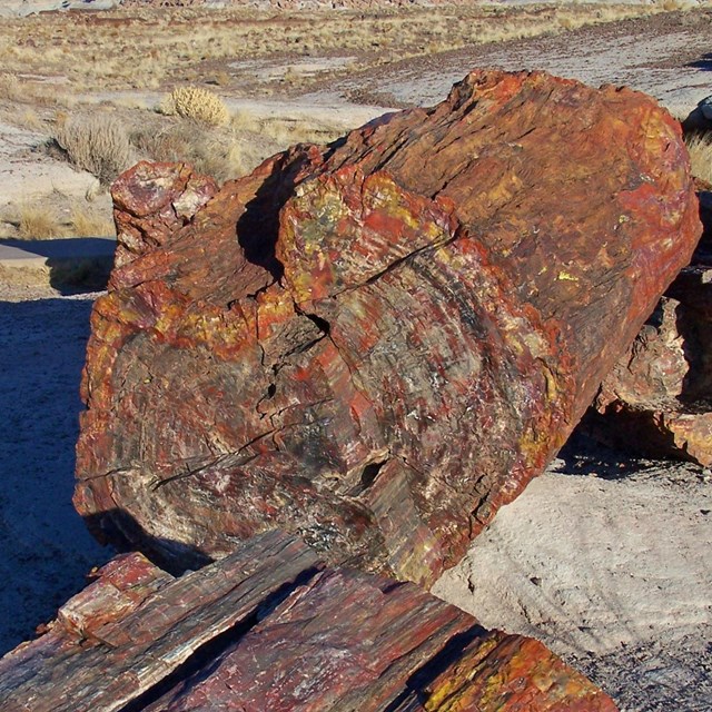 Petrified tree log with browns, reds, yellows, and blacks showing in the tree ring.