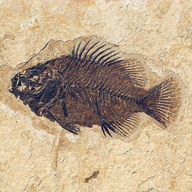 A round fish fossil with spikes sticking up from its back and a fan-shaped tail.