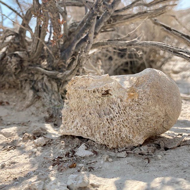 A white bone with the pores visible at one end sits at the base of a leafless plant.