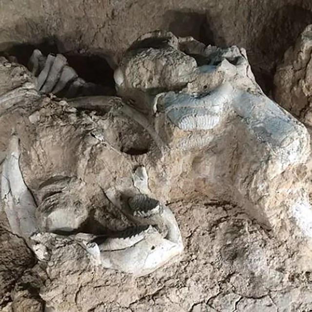 A collection of bones, most recognizably rib bones, partially removed from the rock.