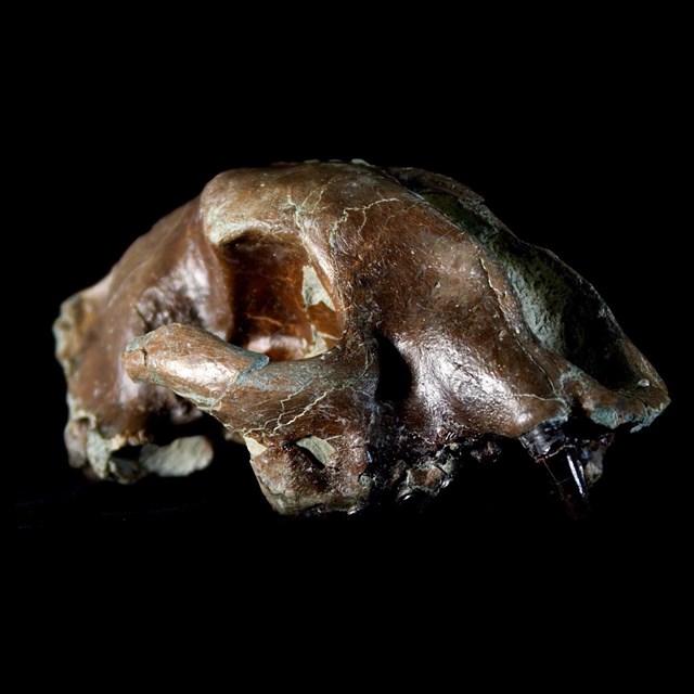 a cat-like skull with saber-teeth
