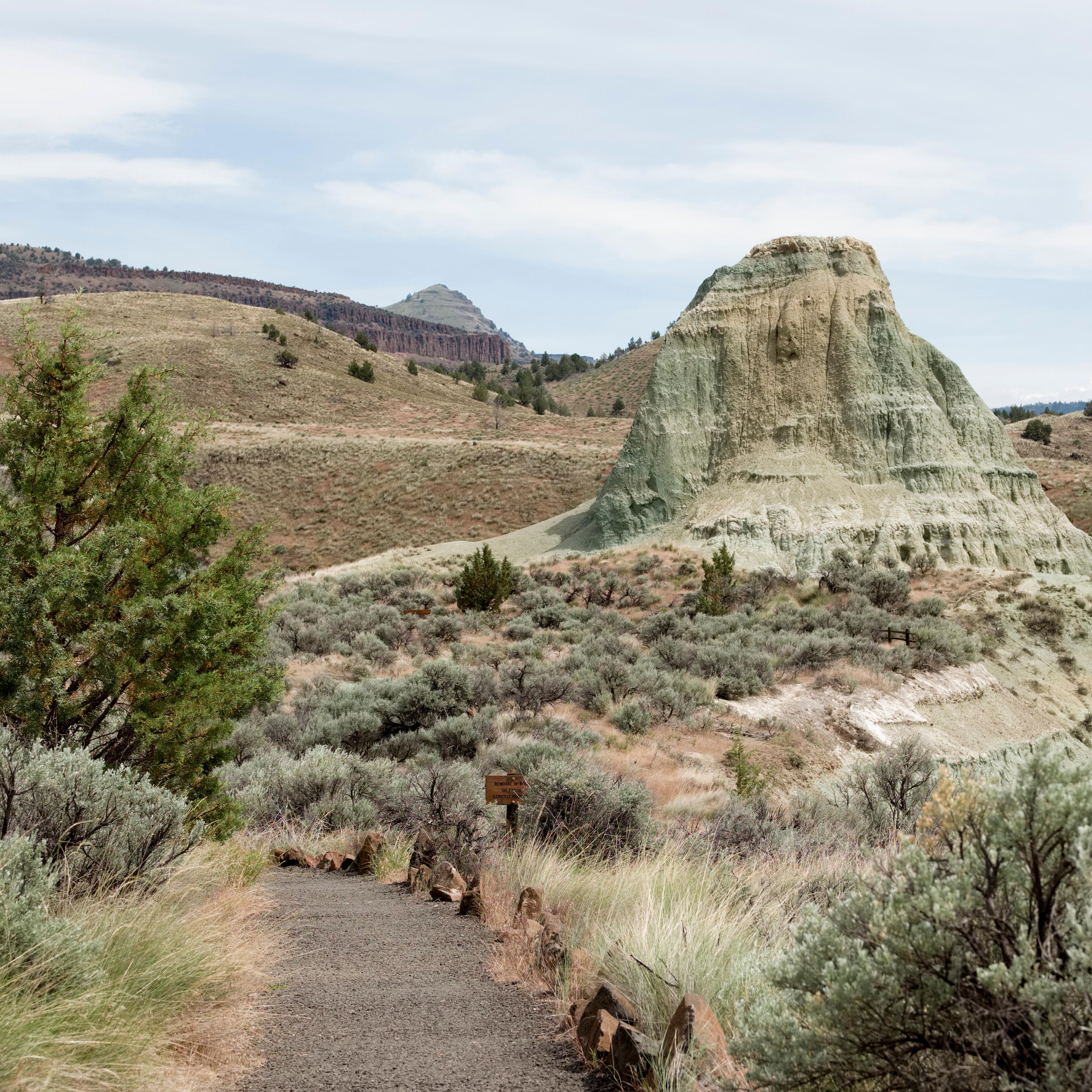 A gravel path between a Juniper tree and sagebrush leading to green claystone rock formations.