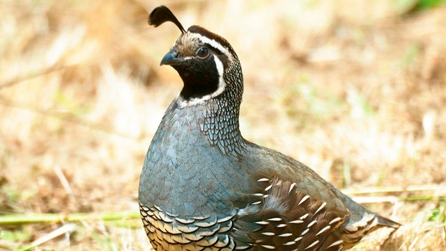 Portrait of a California quail in beige grass