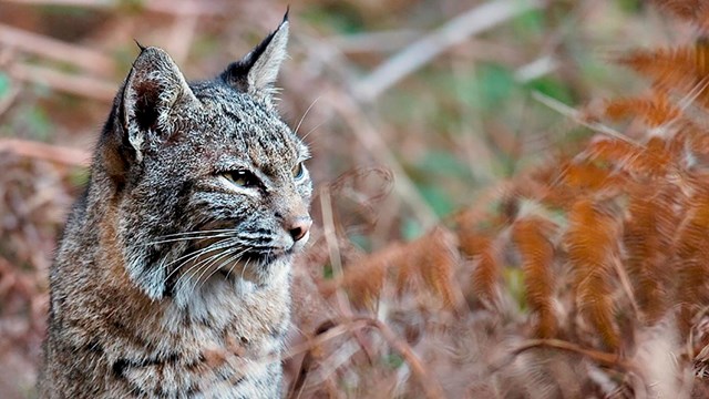 Close up of a bobcat gazing out through tall grass.