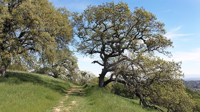 Image of trails on Mount Wanda