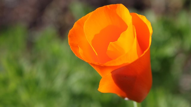 A photograph of a single flower against a blurred background. 