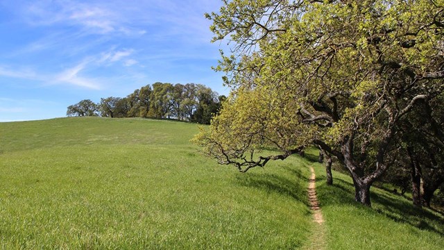 Path through green grass next to Oak trees.