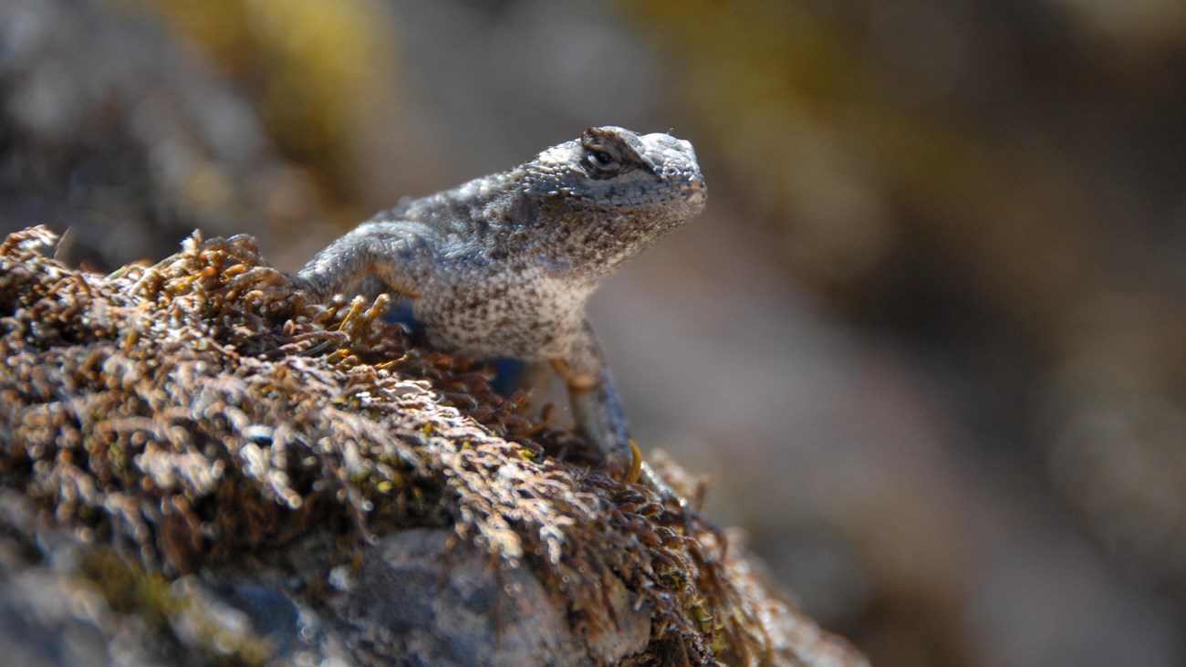 Lizard peers over rock