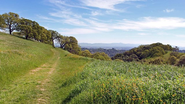 Trees and grassland at John Muir National Historic Site