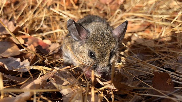 Small deer mouse nibbles on yellow grass.
