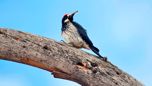 Acorn woodpecker perches on branch and turns its' beak to the open sky.