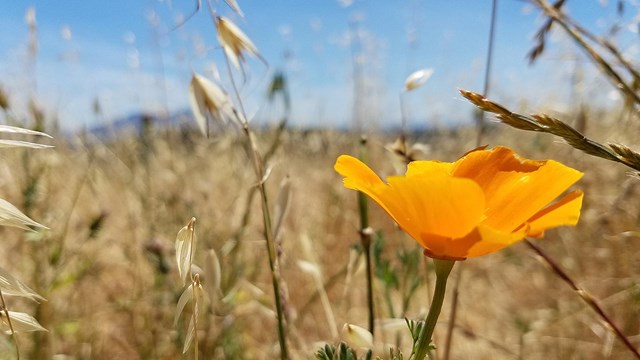 Bright orange poppy blooms among beige grasses.