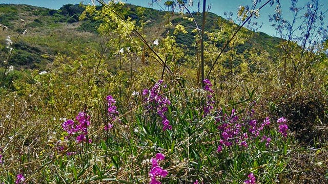 Picture of everlasting pea plant with pink blossoms at the side of the road.