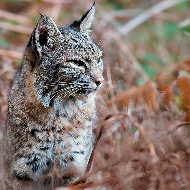 Close up of a bobcat gazing out through tall grass.