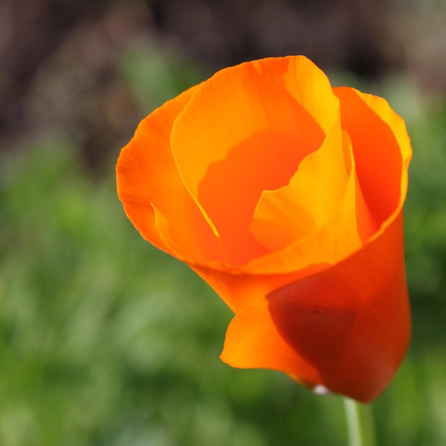 Image of a California Poppy