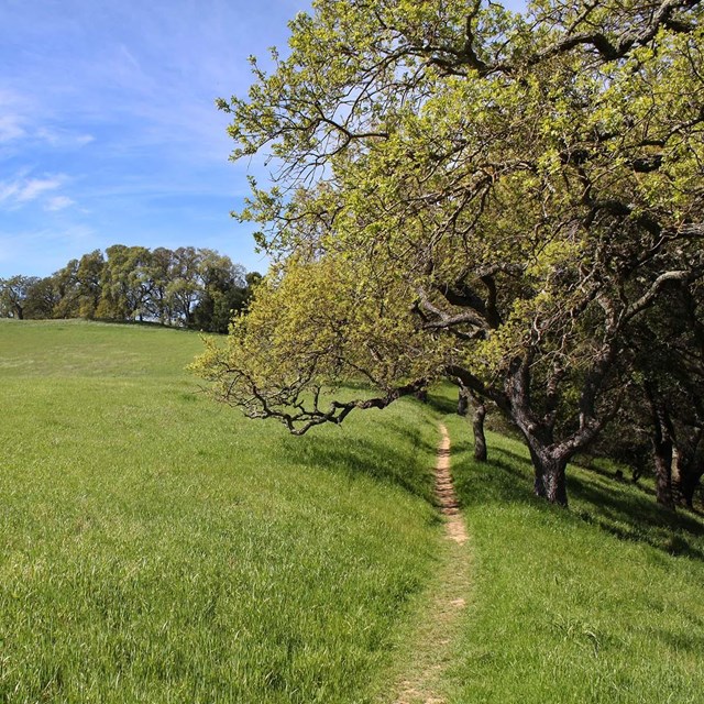 Path through green grass next to Oak trees.