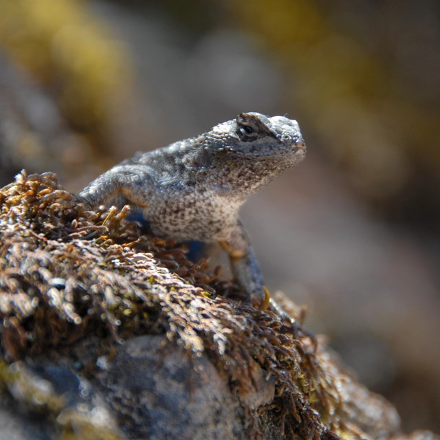 Lizard peers over rock